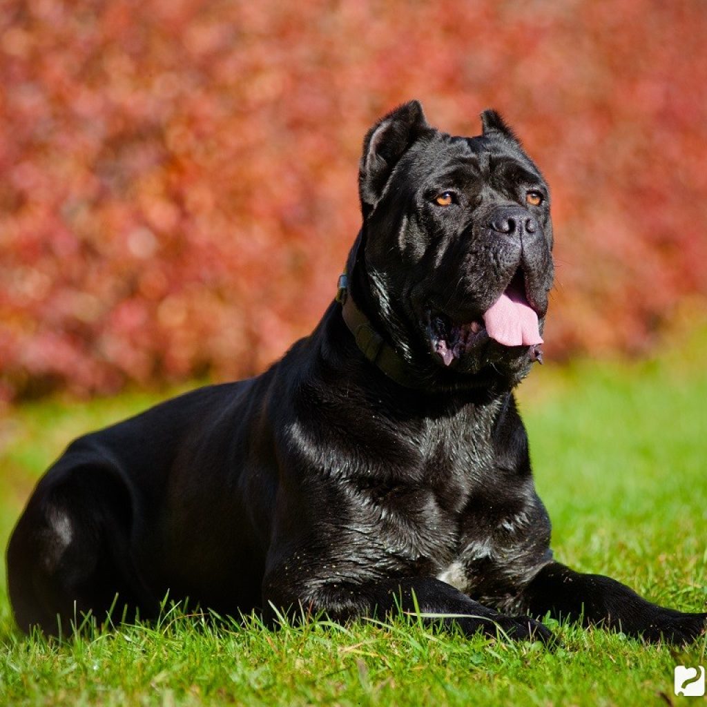 Cane corso