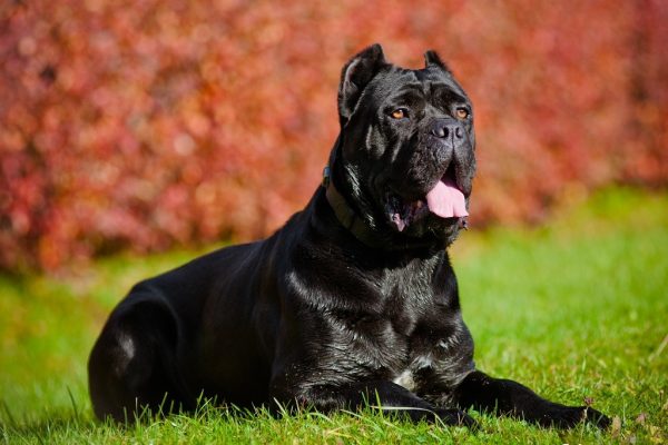 Cane corso