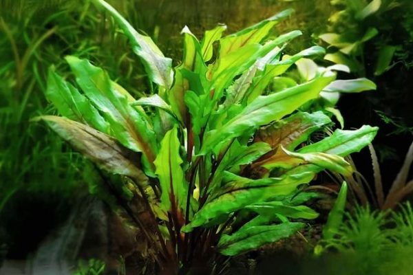 cryptocoryne_wendtii