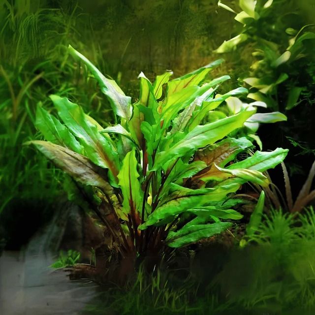 cryptocoryne_wendtii